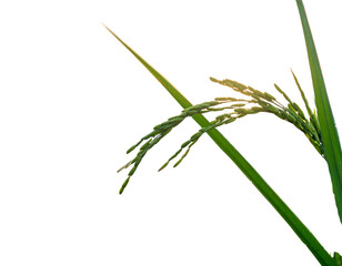 Untitled design - Firefly_Close-Up of Paddy Field Grains with Morning Light (2)
