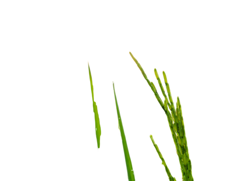 Untitled design - Firefly_Close-Up of Paddy Field Grains with Morning Light (3)