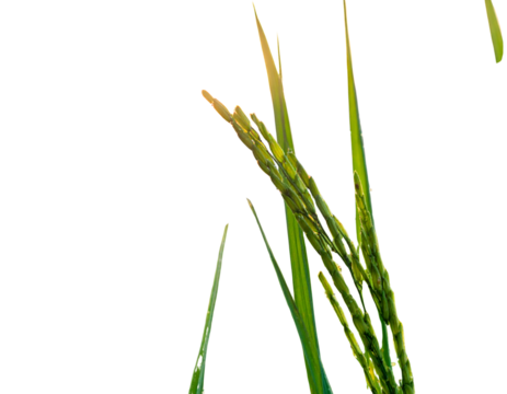 Untitled design - Firefly_Close-Up of Paddy Field Grains with Morning Light
