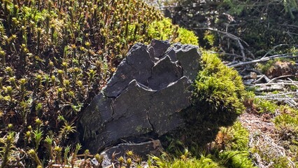Stone in Green: A textured stone, weathered by time and embraced by lush green vegetation, rests in the heart of a vibrant ecosystem, inviting contemplation.