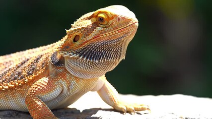 Bearded dragon basking serenely, vibrant scales shimmer in the sunlit scene, exotic pet