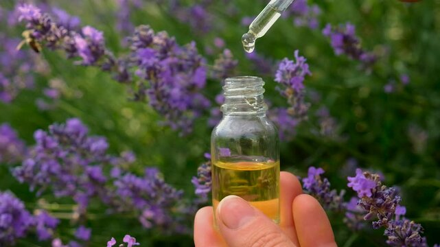 Lavender essential oil in a bottle. Selective focus.