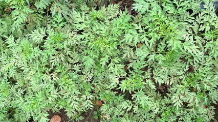 Green Kenikir Leaf Cosmos Plant in Outdoor Environment Used as Traditional Vegetable and Medicinal Herb in Indonesia