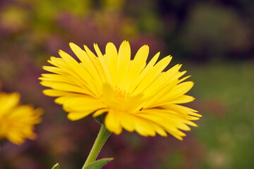 Nagietek lekarski, Calendula officinalis L, kwiat,ogród