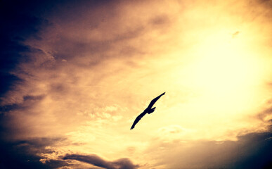 Flight of a bird against the background of a bright sun