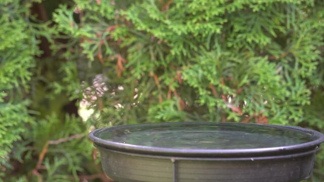 great tit drinks water in the garden