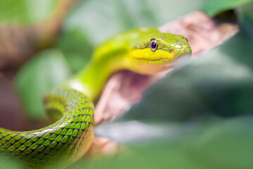 Portrait of a Red-tailed ratsnake among vegetation in a vivarium. Gonyosoma oxycephala, Touraine, Indre et Loire 37, r&eacute;gion Centre Val de Loire, France, European Union, Europe