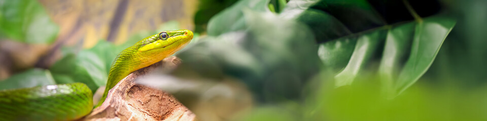 Portrait of a Red-tailed ratsnake moving on a branch among the vegetation in a vivarium. Gonyosoma oxycephala, Touraine, Indre et Loire 37, région Centre Val de Loire, France, European Union, Europe