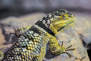 Portrait of a Blue spiny lizard moulting on a stone in a vivarium. Tiliqua scincoides, ZooParc de Beauval, Saint Aignan sur Cher, Loir et Cher 41, Région Pays de la Loire, France, European Union, Euro