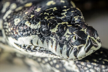 Portrait of a Diamond python head in a terrarium. Malayopython reticulatus, Loiret 45, région Centre Val de Loire, France, European Union, Europe