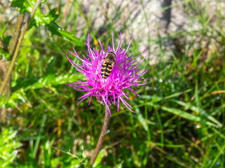 夏の高原に咲くノアザミとヒラタアブ：生命の営みと自然のハーモニー