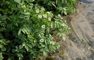 Watercress (Nasturtium officinale)
