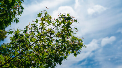 green leaves against blue sky