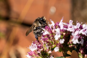 Bee collecting nectar from purple flowers.