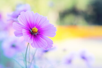 カラフルな背景とコスモスの花