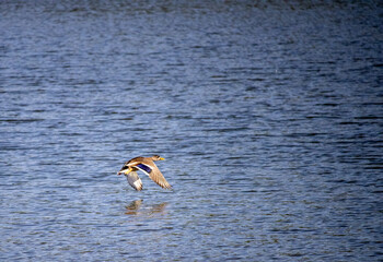 Mallard Duck in Flight Over Gaasperplas Lake