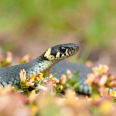 Obraz premium Close-up of snake in grass