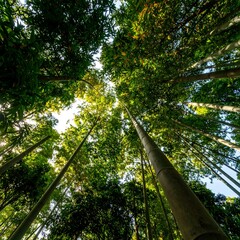 Fototapeta premium Lush bamboo forest canopy