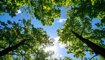 Fototapeta premium Lush canopy meeting a vibrant sky