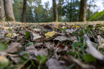 cloudy park in the autumn season during the fall, colorful foliage of different deciduous trees in the autumn season