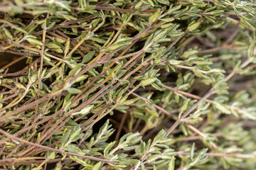 aromatic green thyme closeup, spices of dried thyme for use in cooking and folk medicine