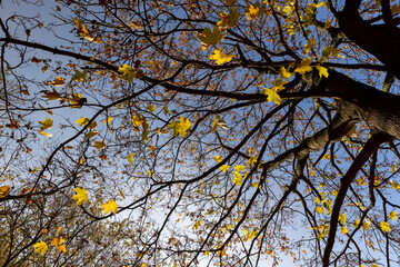 yellow foliage on the maple , few maple leaves against the sky in sunny weather close up