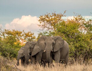 Family of elephant adult female, male, and child elephant are together in a green savannah 