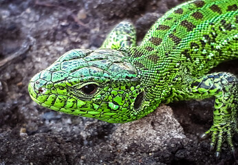 Green lizard on a stone close-up