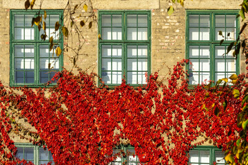 Vivid Red Virginia Creeper Covering Residential Facade in Frogner Oslo