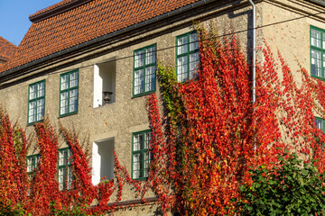 Vivid Red Virginia Creeper Covering Residential Facade in Frogner Oslo