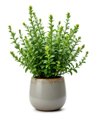 Lush Green Potted Plant in a Speckled Ceramic Pot