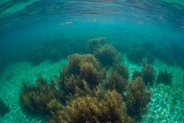 Forest of Seaweed