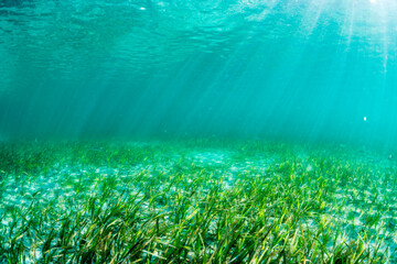 Forest of Seaweed