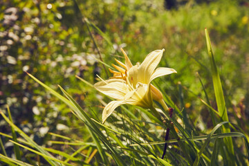 Lilia, Lilium L.,Lilia tygrysia, Lilium lancifolium, kwiat,ogród  © Marcin Łazarczyk