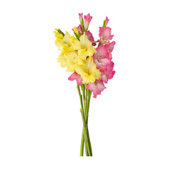 Pink yellow gladiolus flower stems isolated on transparent background