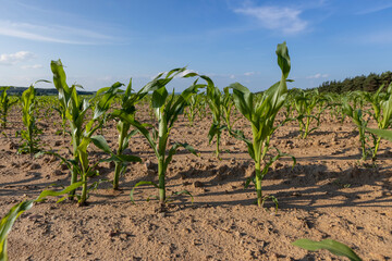 field with corn sprouts against a blue sky, growing a new crop of corn in early summer on fertile...