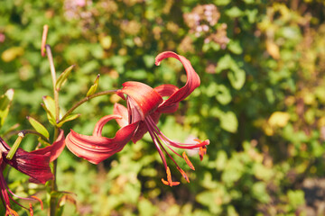 Lilia, Lilium L.,Lilia tygrysia, Lilium lancifolium, kwiat,ogród 