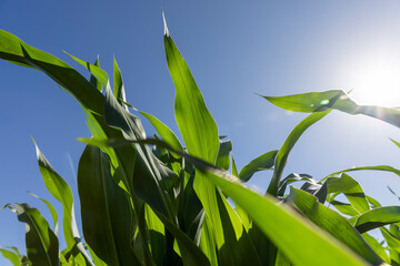 corn in the field in the summer in clear weather, a large field with a good harvest of corn