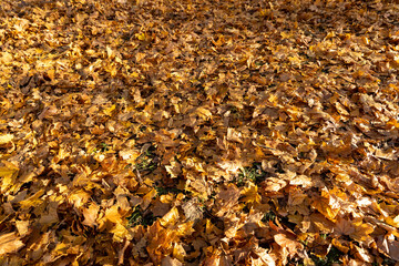 autumn park with maple trees and foliage during sunset in the sunlight, close up