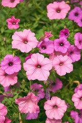 Surfinia, Petunia, hybrida hort. ex Vilm.,kwiaty,ogród  © Marcin Łazarczyk
