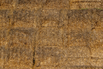 stacks and left on the field for storage, golden wheat straw used in agriculture and animal husbandry, close up