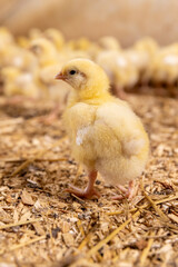 one chicken chicks about three days old in yellow fluff in the poultry farm building, closeup