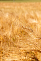 brightly illuminated by sunlight, a field with a new rye harvest in the summer of the year in Europe