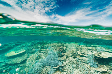 Coral feef split shot