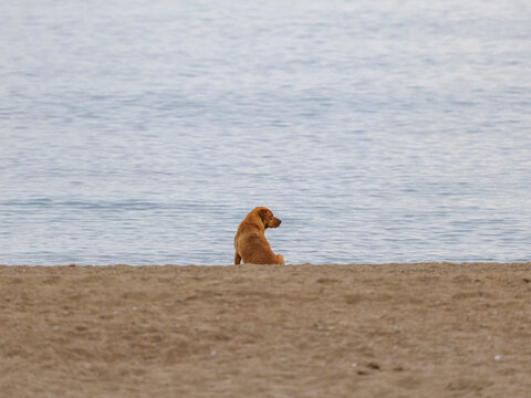 a lonely dog sitting on the beach