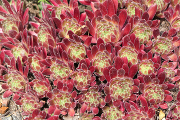 Red and yellow succulents in nature