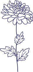 hand drawn vector illustration of a Chrysanthemum flower. vector illustration of a blooming chrysanthemum flower. Line art chrysanthemum flower illustration