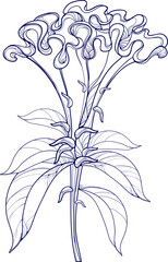 hand drawn vector illustration of Celosia crisrtata. outline of Celosia crisrtata or Cockscomb flower isolated on white background.