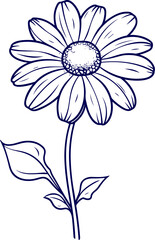 Daisy flower isolated on white background. An illustration of a daisy in black and white