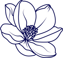 vector illustration of a magnolia flower. Top view of southern magnolia. magnolia tropical flower blossom in leaves on a white background.